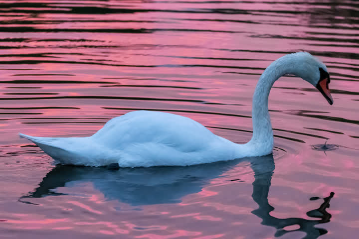 Swan on the lake